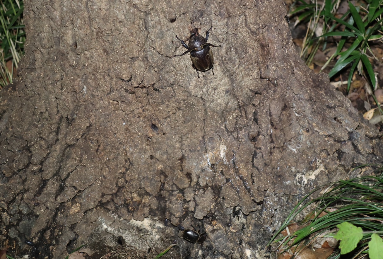 カブトムシ2♀_No.4のコナラ_クワガタ達のオアシス_2023年8月14日19時35分 気温28.3度
